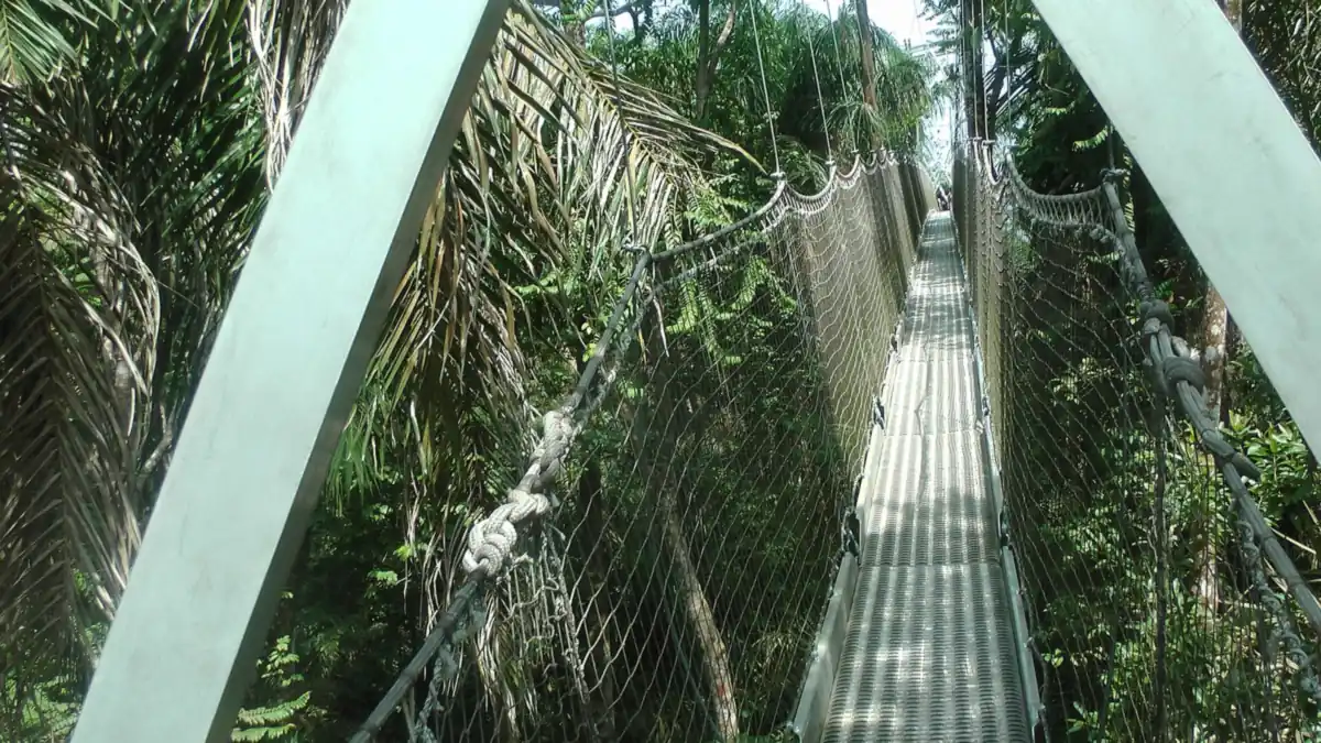 Canopy walkway with rope netting sides running through dense green forest at Lekki Conservation Centre, Lagos